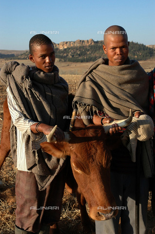 APN-F-026791-0000 - Lesotho 2004  Rural  herdboys and their cows  cattleGraeme Williams/South - South Photographs / Africamediaonline/Archivi Alinari, Firenze
