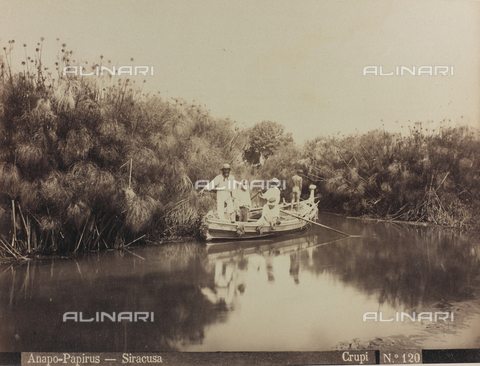 AVQ-A-000003-0035 - Il fiume Anapo a Siracusa con le piante di papiri - Data dello scatto: 1880-1890 - Archivi Alinari, Firenze
