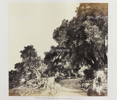 AVQ-A-000089-0034 - Photographic pictures of Rome: bosco di olivi nei pressi di Tivoli - Data dello scatto: 1862 - Archivi Alinari, Firenze
