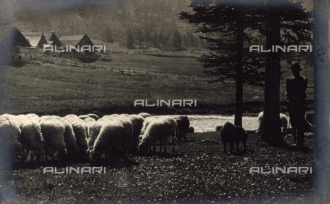 AVQ-A-000205-0008 - Pastore col gregge di pecore - Data dello scatto: 1931 ca. - Archivi Alinari, Firenze