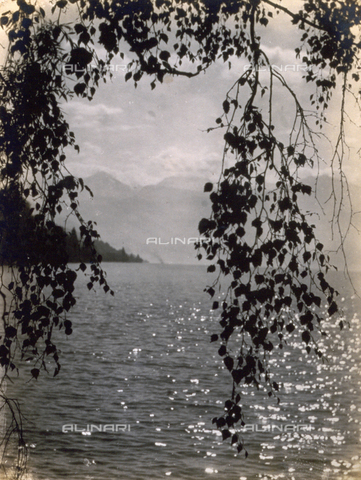 AVQ-A-000205-0013 - Scorcio panoramico di un lago; in primo piano le fronde di un albero - Data dello scatto: 1931 ca. - Archivi Alinari, Firenze