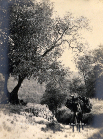 AVQ-A-000205-0016 - Scorcio di una strada di campagna percorsa da un asinello - Data dello scatto: 1931 ca. - Archivi Alinari, Firenze
