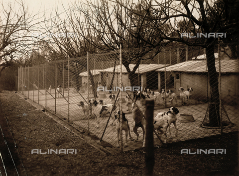 AVQ-A-000443-0046 - Cani da caccia entro un recinto nel parco di Villa Zina, ex Villa Giulia a Bellagio, sul Lago di Como - Data dello scatto: 1915 ca. - Archivi Alinari, Firenze