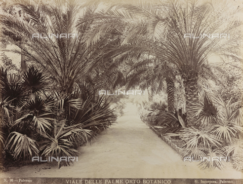 AVQ-A-000570-0030 - Il Viale delle Palme nell'Orto botanico di Palermo - Data dello scatto: 1880-1890 - Archivi Alinari, Firenze