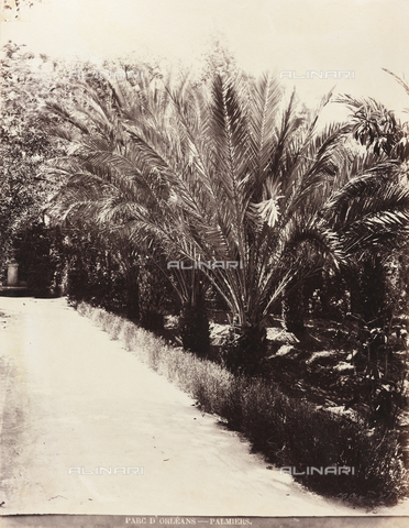 AVQ-A-000570-0044 - Palm trees in the Park d'Orléans, Palermo - Date of photography: 1900 ca. - Alinari Archives, Florence