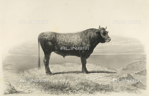 AVQ-A-001659-0009 - Toro di Jersey partecipante al concorso universale agricolo di Parigi nel 1856 - Data dello scatto: 1856 - Archivi Alinari, Firenze