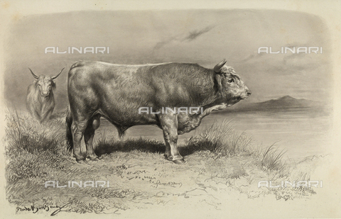 AVQ-A-001659-0018 - Toro di West-Highland partecipante al concorso universale agricolo di Parigi nel 1856 - Data dello scatto: 1856 - Archivi Alinari, Firenze