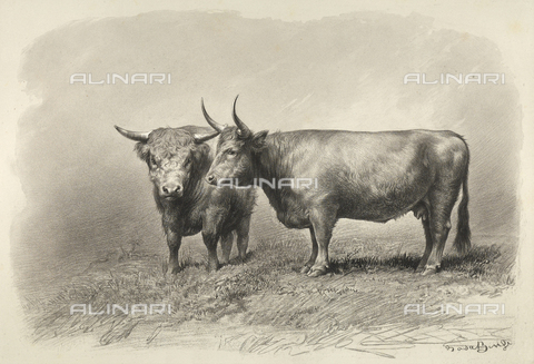 AVQ-A-001659-0019 - Vacche di West-Highland partecipante al concorso universale agricolo di Parigi nel 1856 - Data dello scatto: 1856 - Archivi Alinari, Firenze