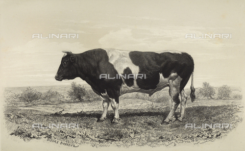 AVQ-A-001659-0022 - Toro olandese partecipante al concorso universale agricolo di Parigi nel 1856 - Data dello scatto: 1856 - Archivi Alinari, Firenze