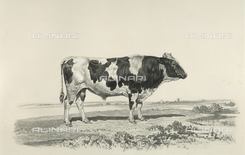 AVQ-A-001659-0024 - Toro dello Jutland partecipante al concorso universale agricolo di Parigi nel 1856 - Data dello scatto: 1856 - Archivi Alinari, Firenze