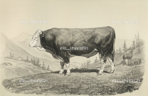 AVQ-A-001659-0034 - Bern bull participating in the 1856 Paris World's Agricultural Fair - Date of photography: 1856 - Alinari Archives, Florence