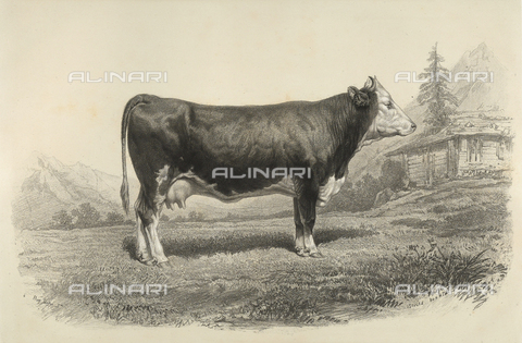 AVQ-A-001659-0035 - Bern cow participating in the 1856 Paris World's Agricultural Fair - Date of photography: 1856 - Alinari Archives, Florence