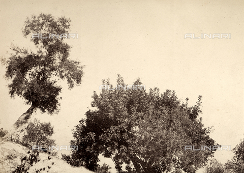 AVQ-A-002966-0091 - Alberi di olivo a Sorrento - Data dello scatto: 1854-1863 ca. - Archivi Alinari, Firenze