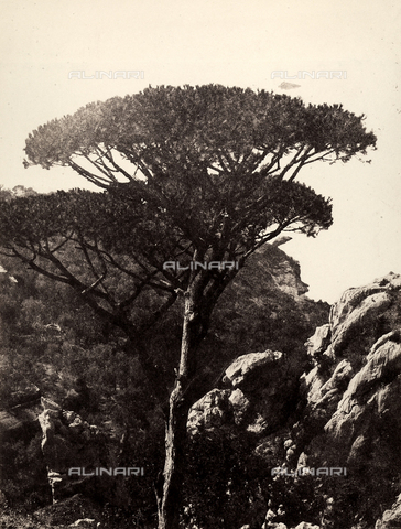 AVQ-A-002966-0093 - Paesaggio roccioso con Pini Marittimi, Sorrento. - Data dello scatto: 1854-1863 ca. - Archivi Alinari, Firenze