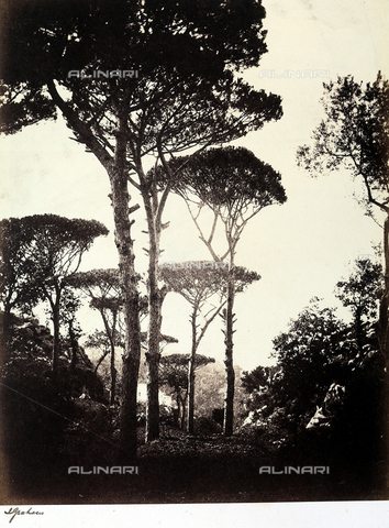 AVQ-A-002966-0096 - Pini Marittimi a Sorrento. - Data dello scatto: 1854-1863 ca. - Archivi Alinari, Firenze
