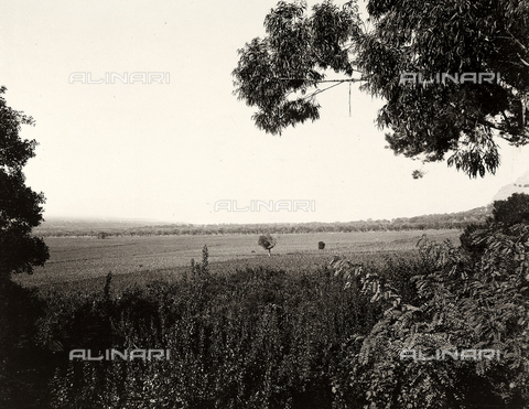 AVQ-A-003698-0049 - Vineyards of the farm "Lo Zucco" in Sicily, property of Roberto Luigi Filippo d'Orleans - Date of photography: 1900 - Alinari Archives, Florence