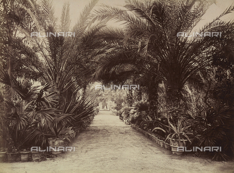 AVQ-A-004127-0045 - The Viale delle Palme (Palm Avenue) of the Botanical Gardens, in Palermo, Sicily - Date of photography: 1875 ca. - Alinari Archives, Florence