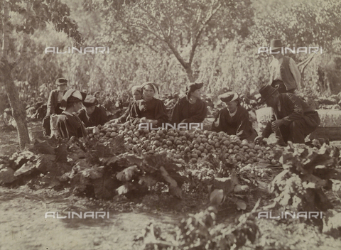 BAQ-F-001231-0000 - Contadini durante la raccolta della frutta - Data dello scatto: 1903 - Archivi Alinari, Firenze