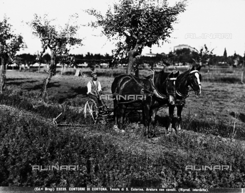 BGA-F-023239-0000 - Cortona (environs). Estate of S. Caterina. Plowing witrh horses - Date of photography: 1932 - Alinari Archives, Florence