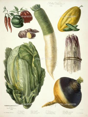 BLB-F-002297-0000 - Various types of vegetables, including a cabbage, peppers and turnip from "Album Vilmorin" printed by E. Champin and Mlle Coutance by Pierre Lévàªque de Vilmorin (Paris, 1850), N.Tab.2004 / 11, plate 10, British Library , London - The British Library Board/Alinari Archives, Florence