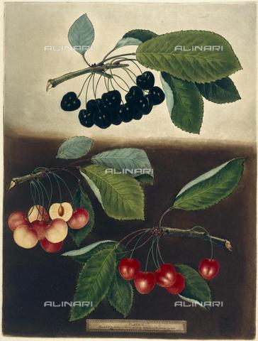 BLB-F-002333-0000 - Cherries, from Brookshaw's "Pomona Britannica", George (London, 1802), 10.Tab.41, plate 10, British Library, London - The British Library Board/Alinari Archives, Florence