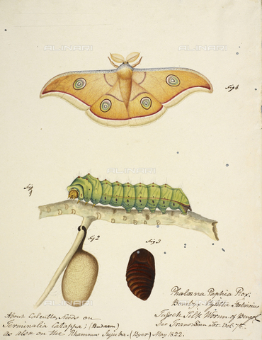 BLB-S-00F601-0726 - The Bengal silkworm depicted as a caterpillar, cocoon and moth, watercolor, 1822, British Library, London - The British Library Board/Alinari Archives, Florence