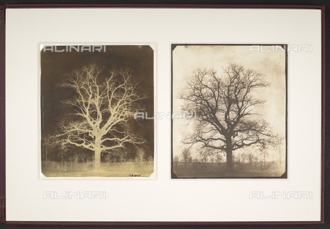 BLB-S-197AND-2758 - An Oak Tree in Winter, negative calotype and conversion to positive, William Henry Fox Talbot, c. 1842-1843, preserved in the British Library, London - Date of photography: 1842-1843 ca. - The British Library Board/Alinari Archives, Florence