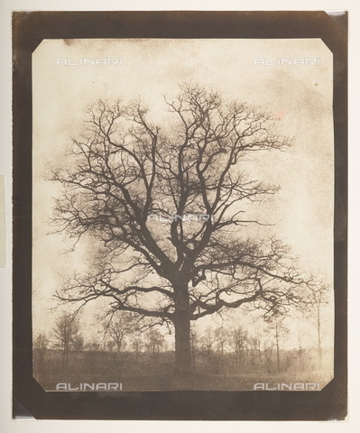 BLB-S-TPHOTO-2758 - An Oak Tree in Winter, from negative calotype by William Henry Fox Talbot, c. 1842-1843, preserved in the British Library, London - Date of photography: 1842-1843 ca. - The British Library Board/Alinari Archives, Florence