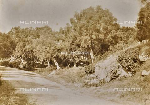 BPC-F-000018-0000 - Alberi di olivo nella campagna laziale - Data dello scatto: 1860-1864 - Archivi Alinari, Firenze