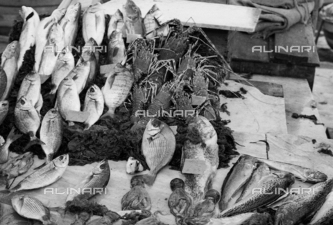 BVA-S-S10010-0035 - Banco del pesce - Data dello scatto: 1960-1961 - Archivi Alinari, Firenze