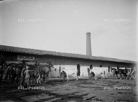 CAD-S-260002-0011 - Sfilata di stallieri con cavalli davanti a giuria - Data dello scatto: 1920-1930 ca - Archivi Alinari, Firenze