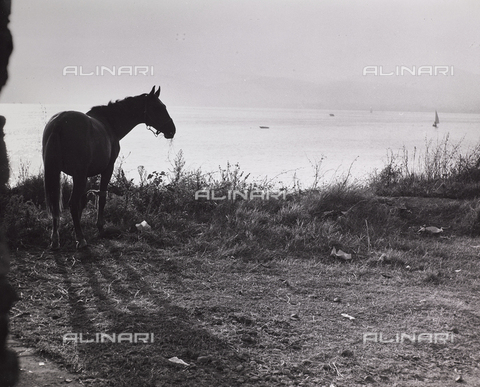 CGD-F-000237-0000 - Cavallo sulla riva di un lago - Data dello scatto: 1955-1965 - Archivi Alinari-archivio Corinaldi, Firenze