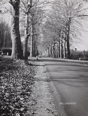 CGD-F-000326-0000 - Viale alberato in autunno - Data dello scatto: 1955-1965 - Archivi Alinari-archivio Corinaldi, Firenze