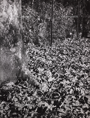 CGD-F-000327-0000 - Foglie secche alla base di un albero - Data dello scatto: 1955-1965 - Archivi Alinari-archivio Corinaldi, Firenze