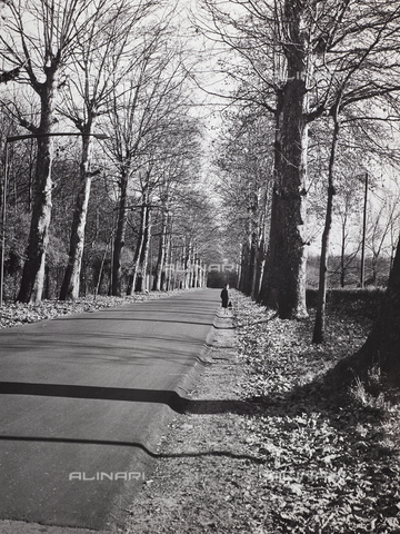 CGD-F-000328-0000 - Viale alberato in autunno - Data dello scatto: 1955-1965 - Archivi Alinari-archivio Corinaldi, Firenze