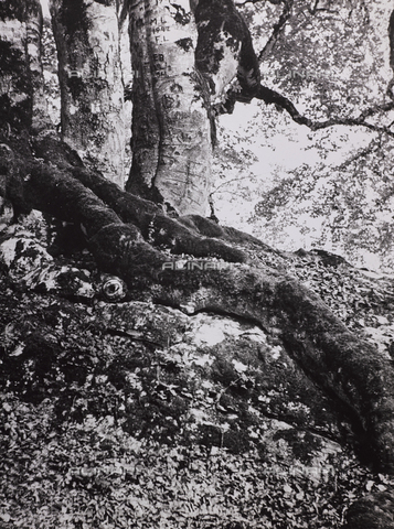 CGD-F-000738-0000 - "Il bosco" - Data dello scatto: 1955-1965 - Archivi Alinari-archivio Corinaldi, Firenze