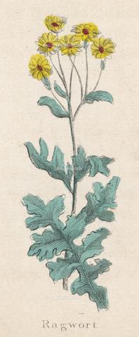 EVA-S-001004-0876 - Senecio Jacobaea, immagine tratta dall'Erbario Completo di Nicholas Culpeper (1616-1654) - © Mary Evans / Archivi Alinari