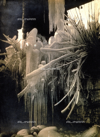 FBQ-F-000598-0000 - Branches and stems of plants covered with ice - Date of photography: 1930 -1940 ca. - Alinari Archives, Florence