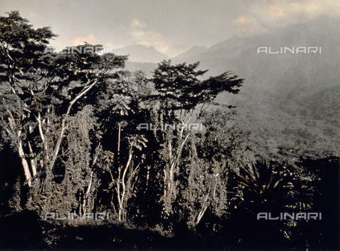 FBQ-F-002257-0000 - La foresta tropicale della bassa Valle Mobuku Ruwenzori (Ruusenzori, Africa Centrale) - Data dello scatto: 1906 - Archivi Alinari, Firenze