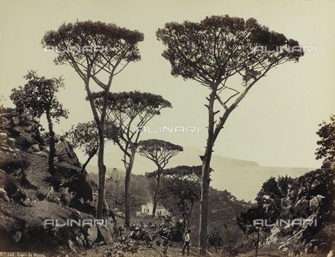 FBQ-F-004878-0000 - Scorcio della pittoresca passeggiata alla Punta del Capo, nella penisola sorrentina. Sullo sfondo, la sagoma dell'Isola di Capri - Data dello scatto: 1870 -1880 ca. - Archivi Alinari, Firenze