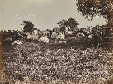 FCC-F-012912-0000 - Mucche nella campagna di Napoli - Data dello scatto: 1870 ca. - Archivi Alinari, Firenze