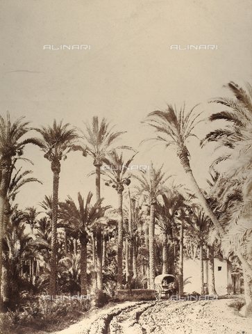 FCC-F-021173-0000 - Palme - Data dello scatto: 1856 - Archivi Alinari, Firenze