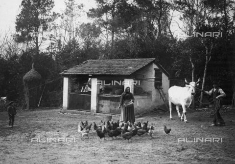 FVD-S-006542-0B19 - Contadini con mucca e galline - Data dello scatto: 1895-1910 - Donazione Biondi / Archivi Alinari, Firenze