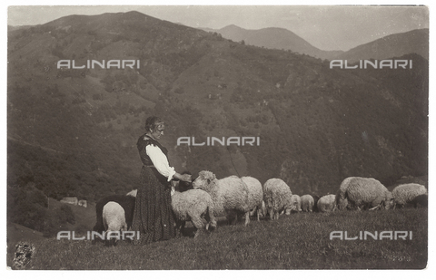 FVD-S-006542-0E11 - Paesaggio con gregge - Data dello scatto: 1895-1910 - Donazione Biondi / Archivi Alinari, Firenze