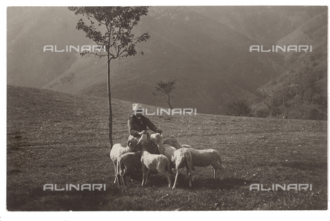FVD-S-006542-0E15 - Paesaggio con gregge - Data dello scatto: 1895-1910 - Donazione Biondi / Archivi Alinari, Firenze