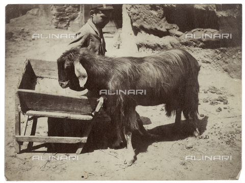 FVD-S-006542-0E20 - Capretta e bambino, Campania - Data dello scatto: 1895-1910 - Donazione Biondi / Archivi Alinari, Firenze