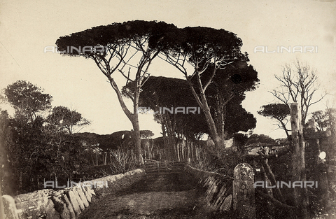 FVQ-F-141078-0000 - Pineta di Castel Fusano - Data dello scatto: 1855 ca. - Archivi Alinari, Firenze