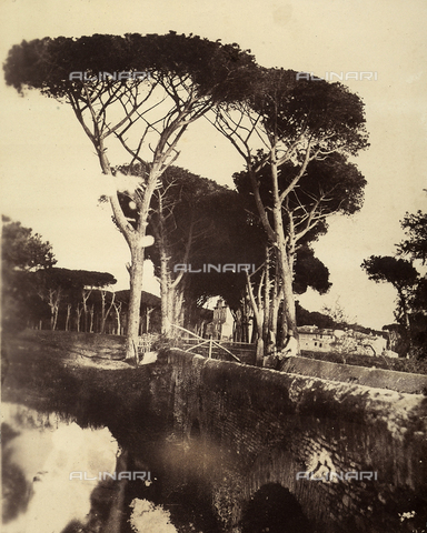 FVQ-F-141084-0000 - Il viale alberato della villa Cavalieri nei pressi di Roma - Data dello scatto: 1855-1860 - Archivi Alinari, Firenze