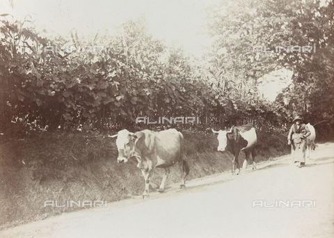 FVQ-F-141456-0000 - A farmer with a herd of cows on a country road - Date of photography: 1920-1930 - Alinari Archives, Florence