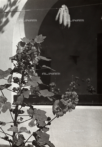 FVQ-F-169875-0000 - Pianta di malva - Data dello scatto: 1937 - Archivi Alinari, Firenze